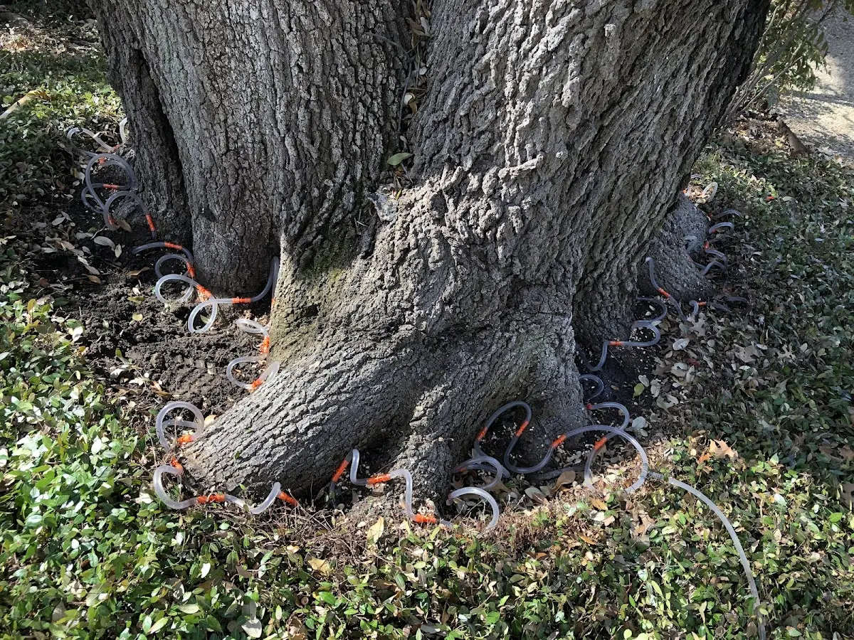 Detailed Tree Cabling and Bracing job site in Flatwoods